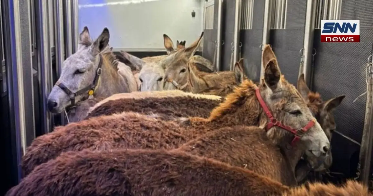 Donkeys Airlifted from Gaza to France Amid Humanitarian Crisis