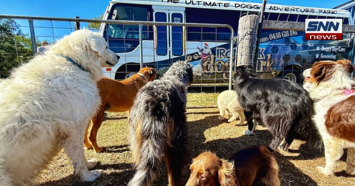 TikTok hits Dog daycare helps dogs and owners thrive