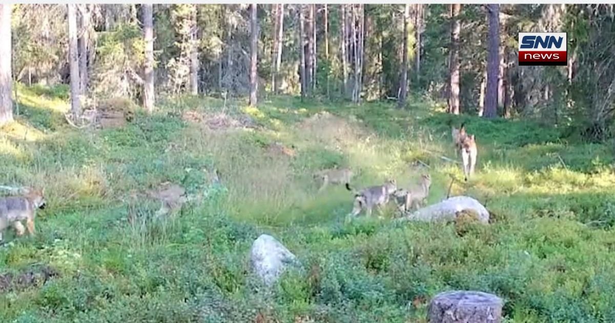 Finland to Approve Hunting of 65 Wolves This Winter