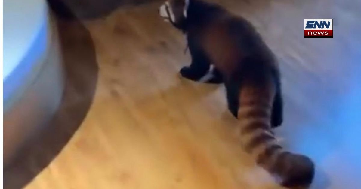 China’s Hotel Lets Guests Stay with a Real Panda