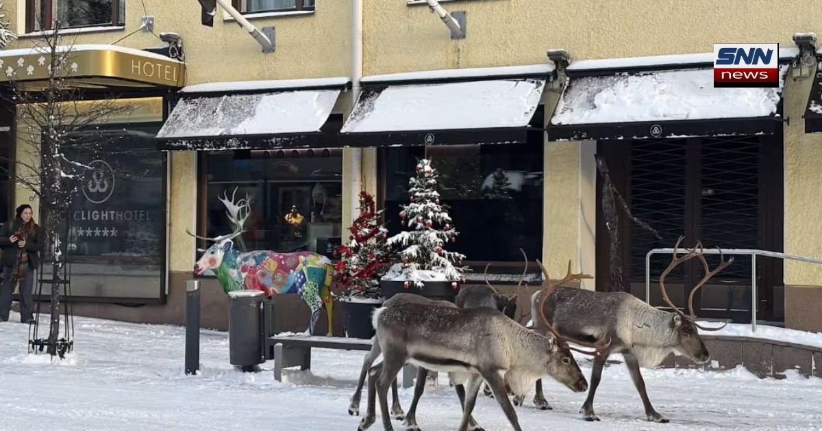 Reindeer Wander Through Downtown Rovaniemi, Tourists