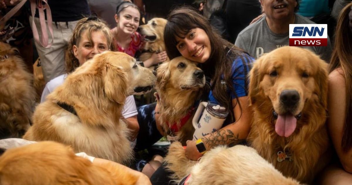 Argentina Breaks World Record With 2,400 Golden Retrievers