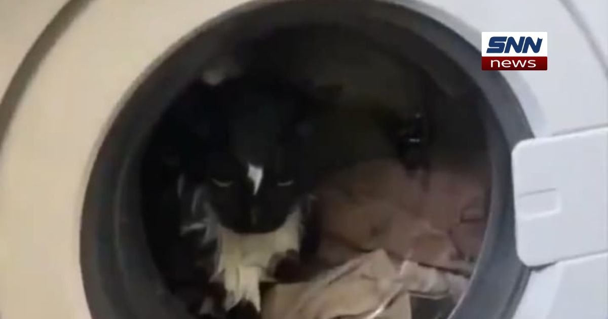 Joy, the cat, safely rescued from a washing machine after a household accident in Moscow.