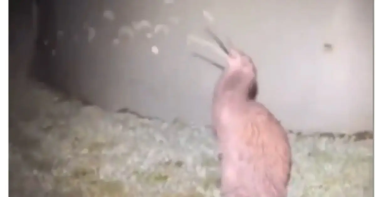 Haast tokoeka kiwi spotted in New Zealand forest, rarest kiwi species, endangered wildlife conservation, native New Zealand bird