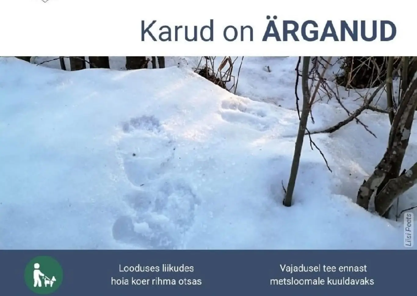 Brown bear walking through a forest in Estonia after winter hibernation as authorities warn residents to stay cautious in wildlife areas.