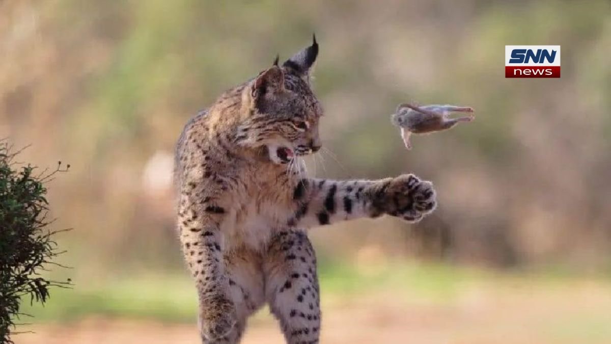 A Flying tossing a rodent into the air during a hunt in Spain, captured mid-action by wildlife photographer Josef Stefan.