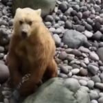 Crab-eating bears in Kuril Islands flipping large rocks on shoreline to find shore crabs for food in coastal ecosystem.