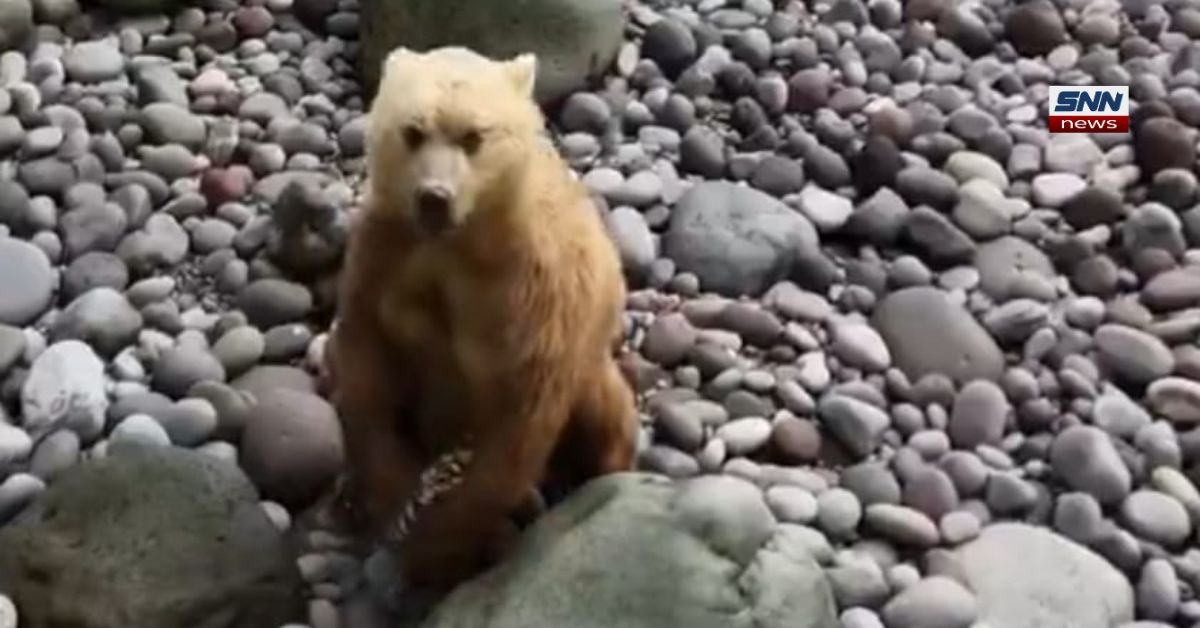 Crab-eating bears in Kuril Islands flipping large rocks on shoreline to find shore crabs for food in coastal ecosystem.