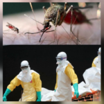 Macro image of a blood-fed mosquito on skin above medical staff in protective suits carrying a stretcher, SNN News Finland