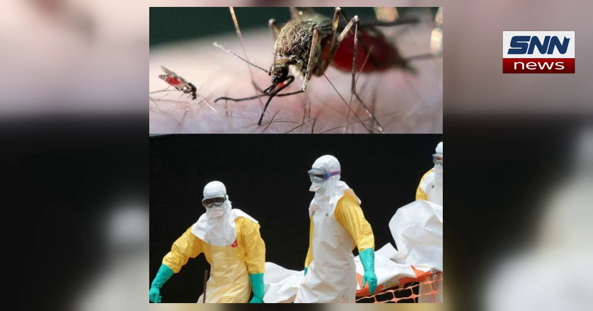 Macro image of a blood-fed mosquito on skin above medical staff in protective suits carrying a stretcher, SNN News Finland